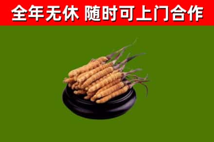 北海市烟酒回收冬虫夏草.jpg